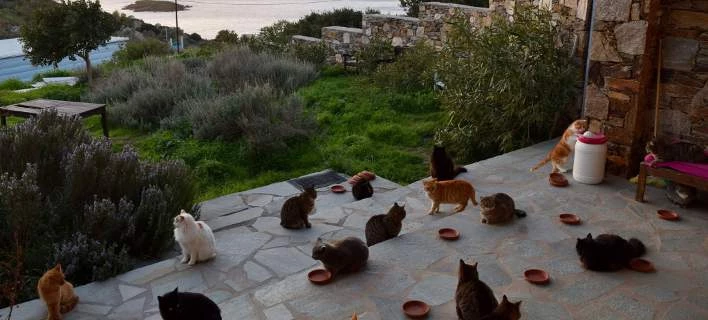 «Εσπασε» το mail για τη δουλειά με τις γάτες στη Σύρο -Εστειλαν 3.000 αιτήσεις